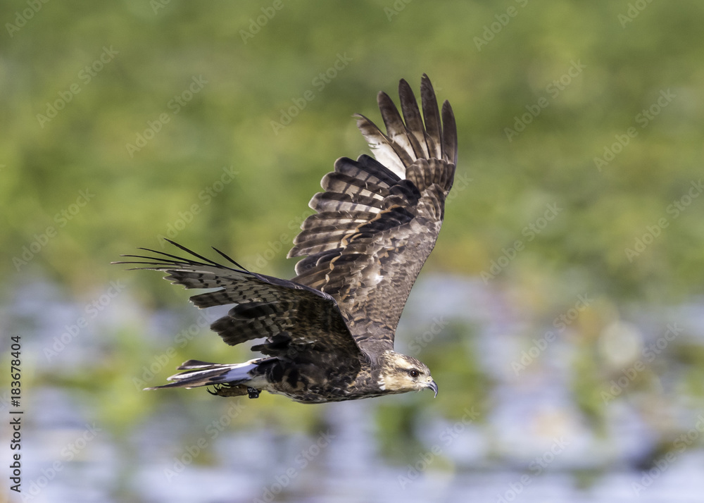 Fototapeta premium Snail Kite
