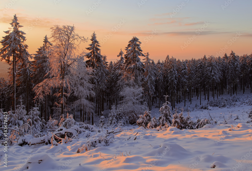 Sunrise winter trees covered in snow, Feldberg, Germany Sunrise winter trees covered in snow, Feldberg, Germany