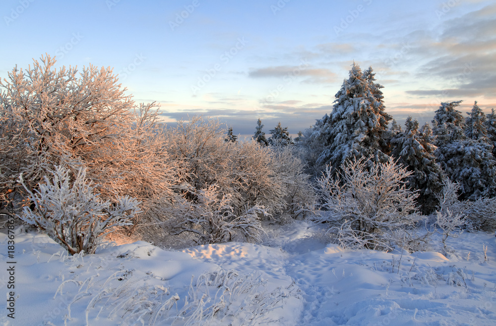 Winter trees covered in snow, Feldberg, Germany Winter trees covered in snow, Feldberg, Germany