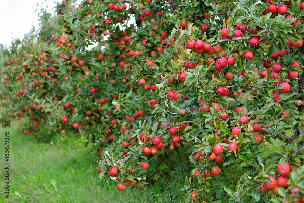 Lots of Red Apples Hanging Low on Tree Branches
