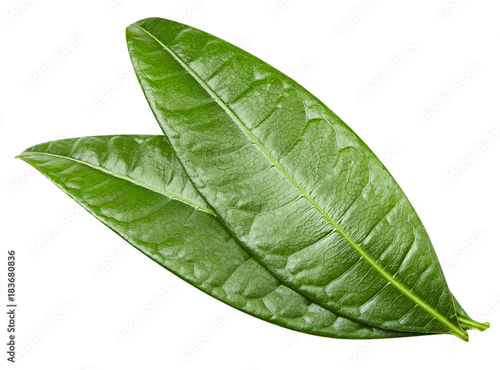 Obraz premium mango leaves isolated