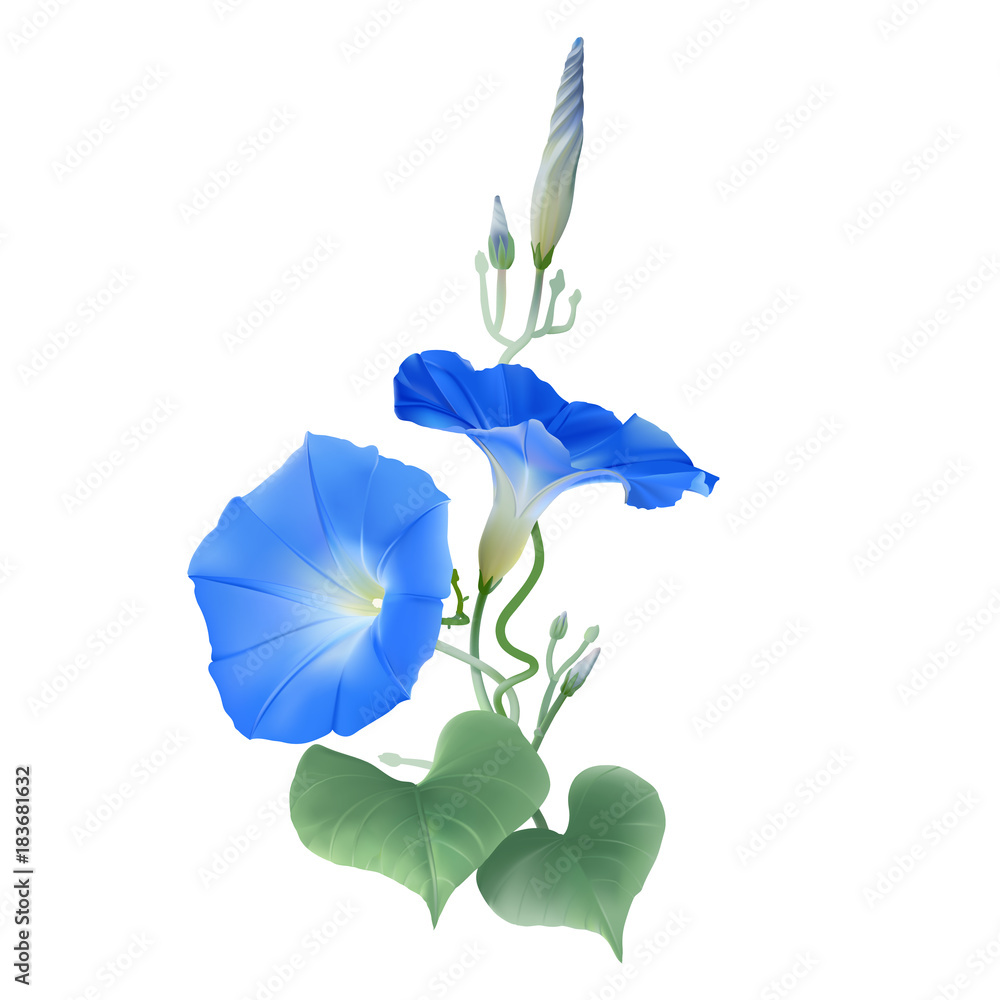 Morning Glory Heavenly Blue. Flowers, buds and twisted vines. Hand