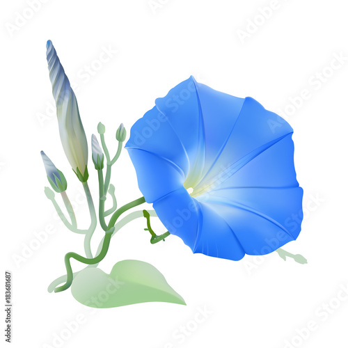 Morning Glory Heavenly Blue. Flowers, buds and twisted vines. 
Hand drawn vector illustration on transparent background.