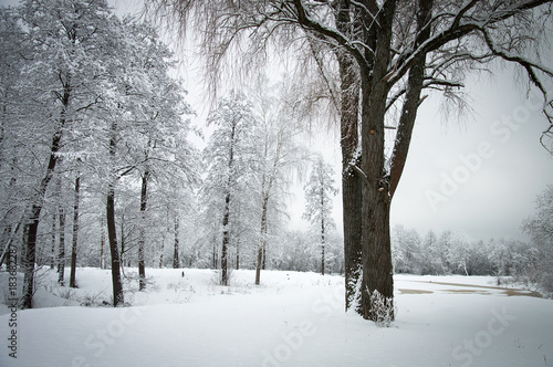 Fototapeta Naklejka Na Ścianę i Meble -  White winter landscape with snow covered trees and ground. Dark trunks contrasting in the landscape