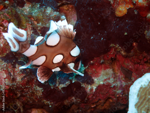 Harlekin-Süsslippe (Plectorhinchus chaetodonoides) photo