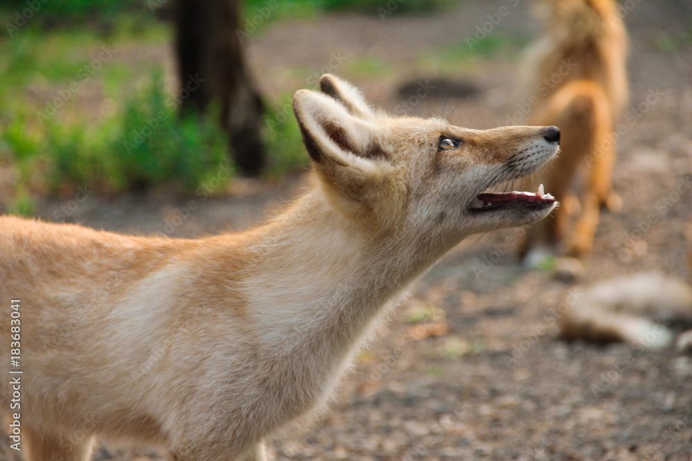 Fototapeta premium fox