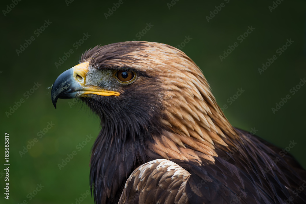 Golden eagle - closeup portrait (Aquila chrysaetos) Golden eagle - closeup portrait (Aquila chrysaetos)
