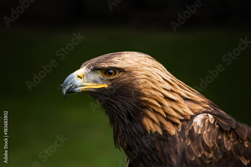 Golden eagle - closeup portrait (Aquila chrysaetos)