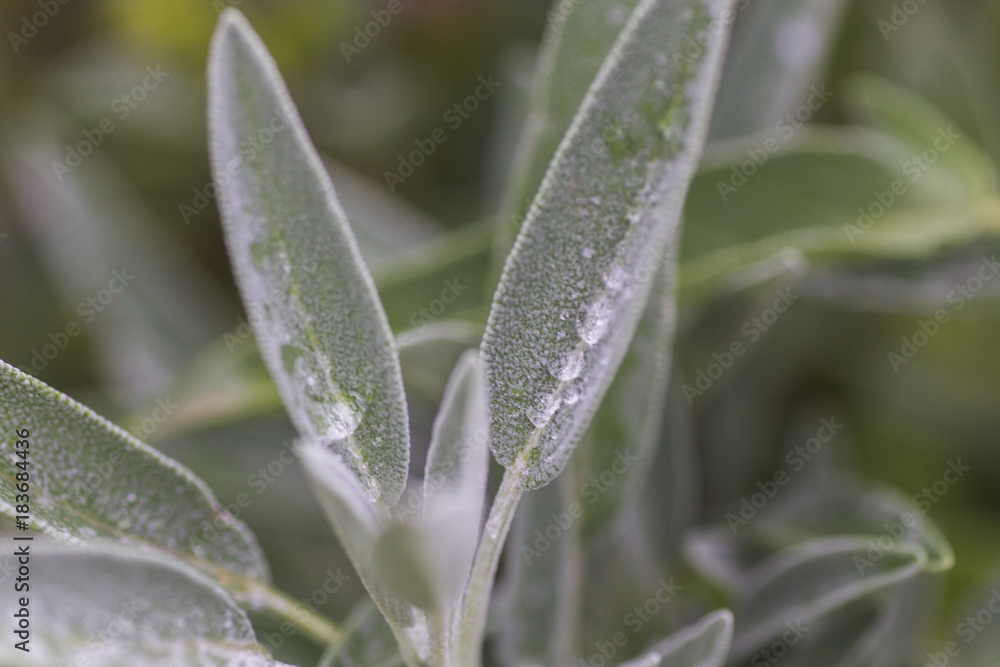 Salvia divinorum , sage of the diviners, ska mar a pastora, seer's sage, yerba de la pastora, just salvia Salvia divinorum , sage of the diviners, ska mar a pastora, seer's sage, yerba de la pastora, just salvia