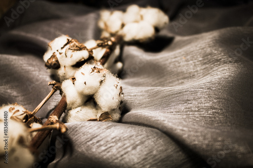 Cotton. Beautiful cotton balls. Natural, white decoration. 