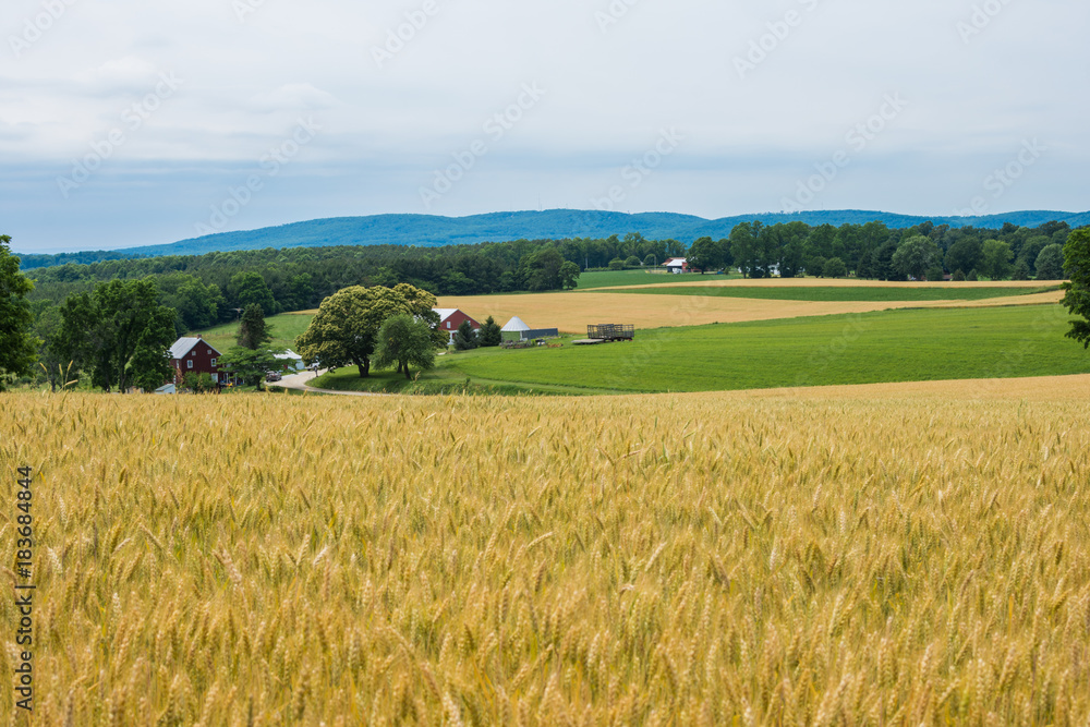 Rural Country York County Pennsylvania Farmland, on a Summer Day