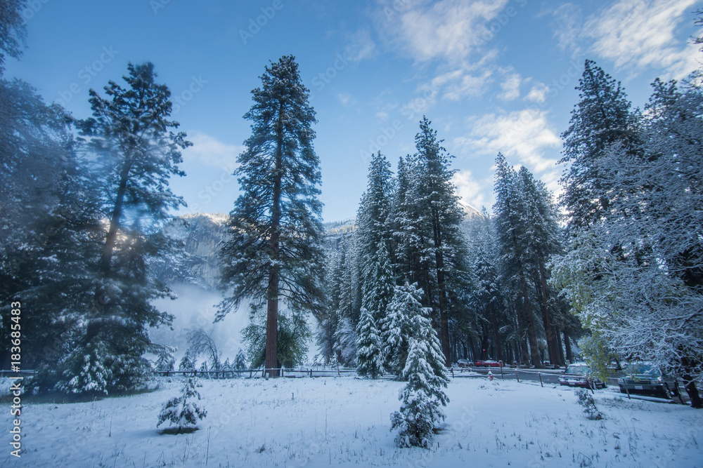 Snowy Yosemite Valley Forest, Yosemite National Park, California, Near Campground in April