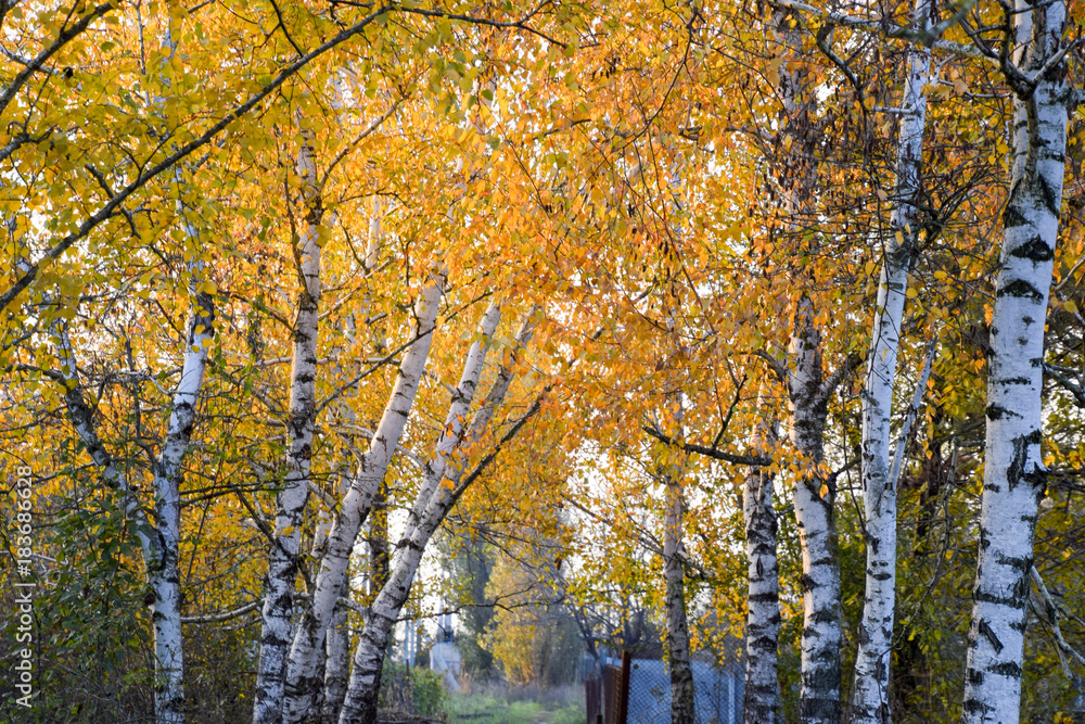 The path strewn with autumn yellow leaves of trees. Autumn alley The path strewn with autumn yellow leaves of trees. Autumn alley