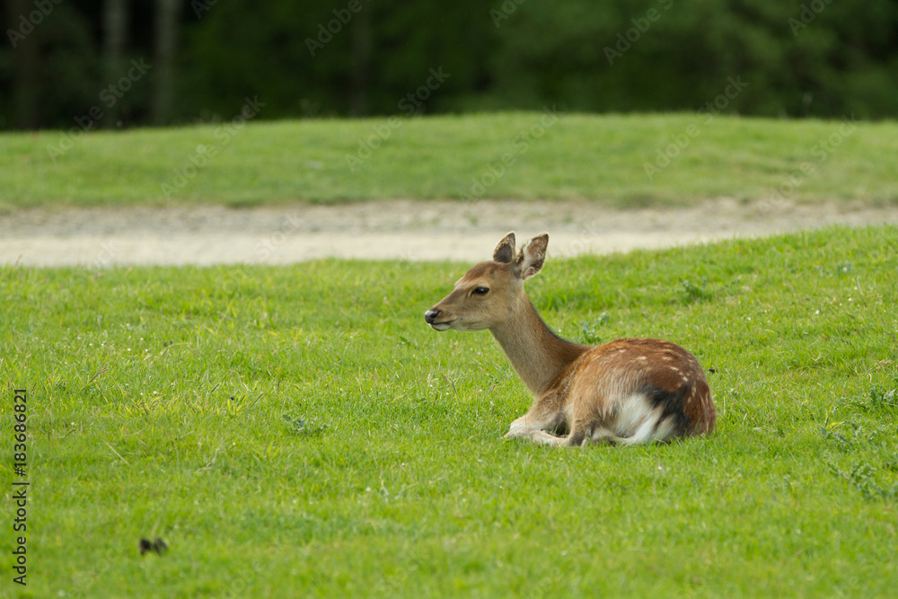 A young roe lays in a clearing. Summer shooting in the park. Behind the trees are seen A young roe lays in a clearing. Summer shooting in the park. Behind the trees are seen