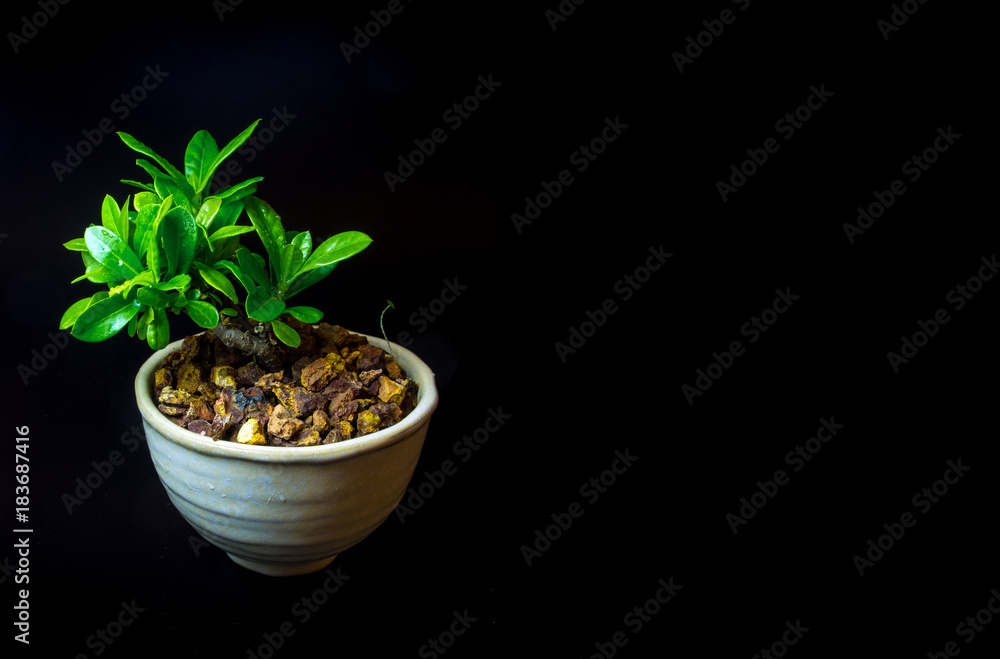 Small tree in white ceramic pot on black background Small tree in white ceramic pot on black background