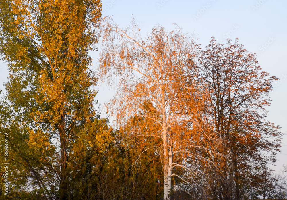 Fototapeta premium Yellow leaves on birch branches. Autumn came to the birch grove