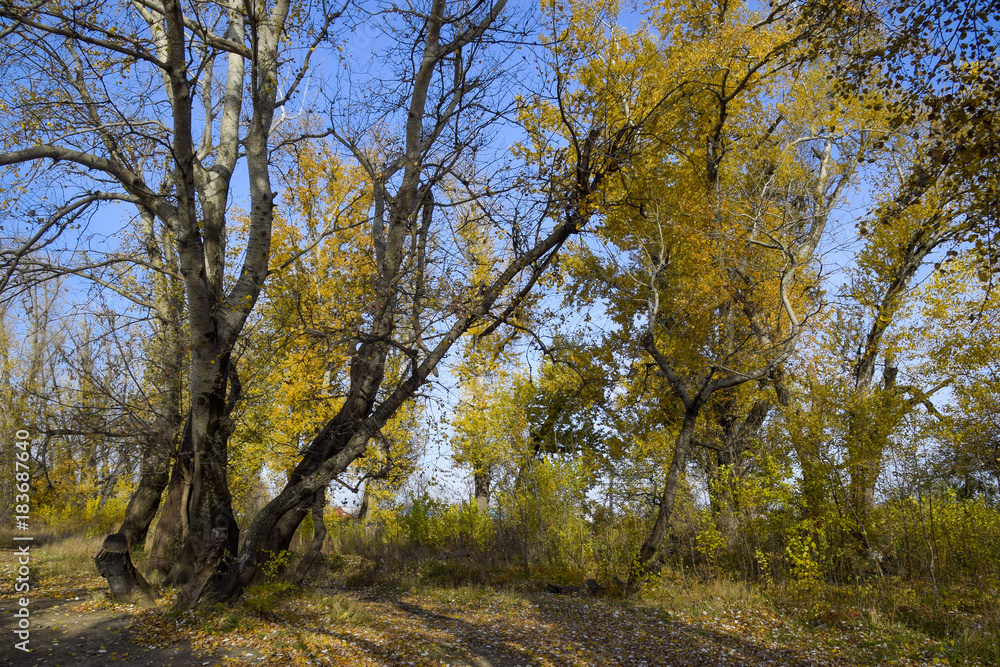 Fototapeta premium Autumn poplar trees shed their leaves. Fall in nature