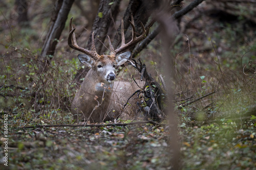 A large buck whitetail deer bedded in the forest. © Daniel Teetor