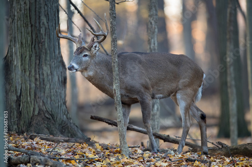 A mature buck whitetail deer in the woods.