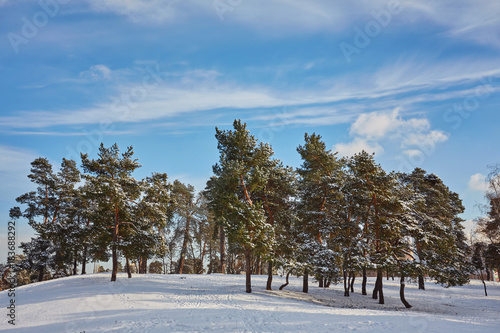 Winter day in a pine forest photo