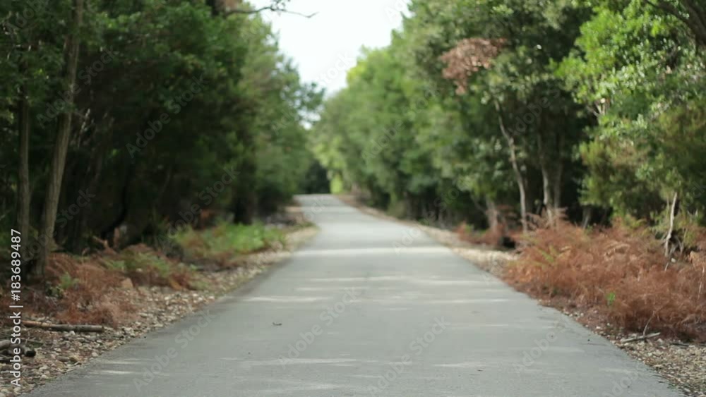 Young woman ride bicycle in the forest, rear view
Young woman ride bicycle in the forest, rear view
