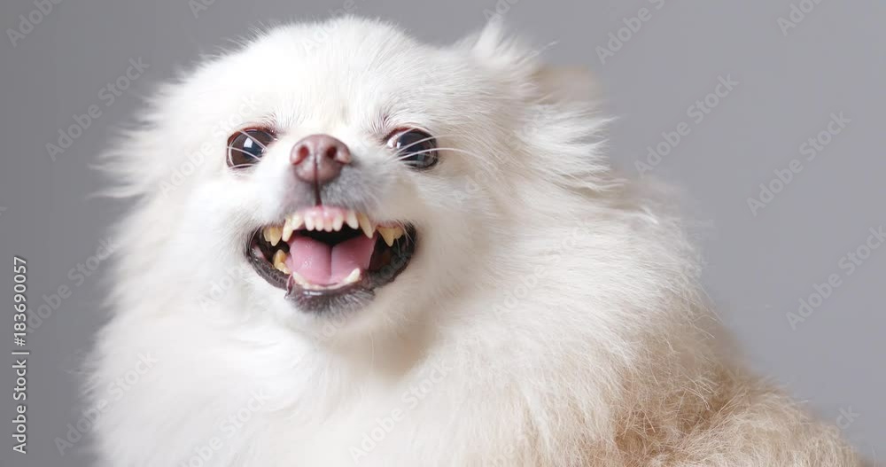 Pomeranian dog getting angry Pomeranian dog getting angry