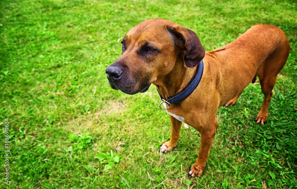Portrait of a ridgeback dog outside. Green grass in the background.