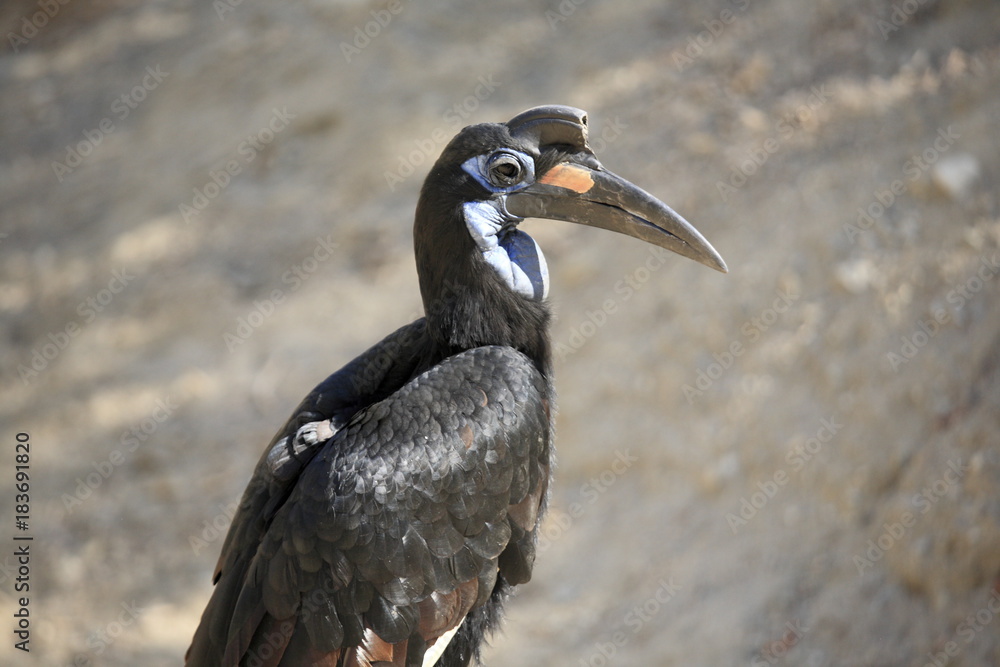 Obraz premium Abyssinian Ground Hornbill standing on a tree branch