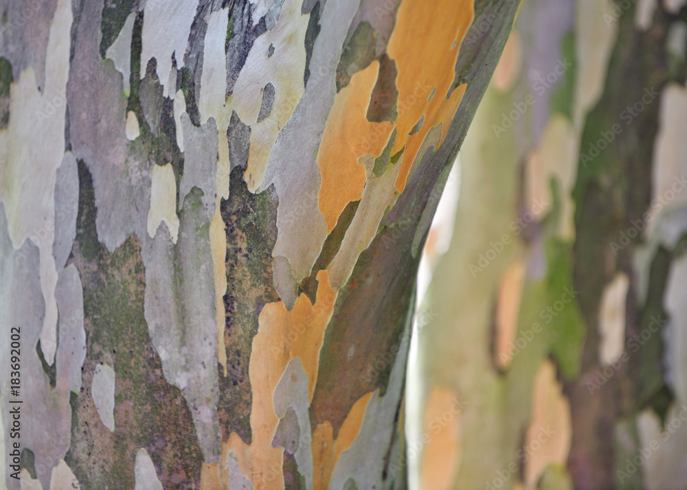 Bark Texture and Pattern of Japanese Stewartia Bark Texture and Pattern of Japanese Stewartia