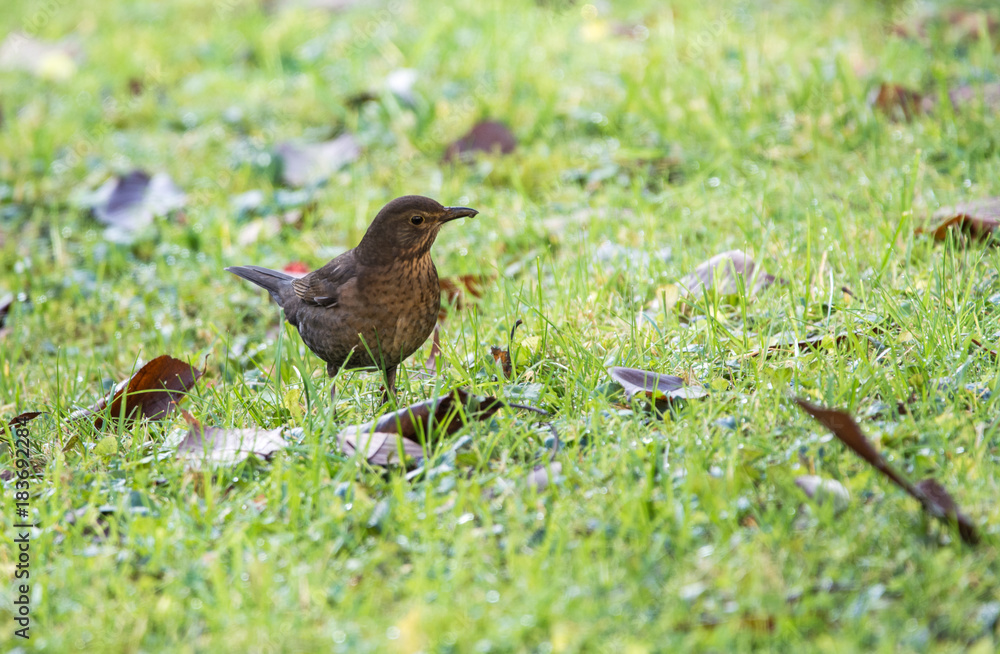 Fototapeta premium Female blackbird walks through the garden