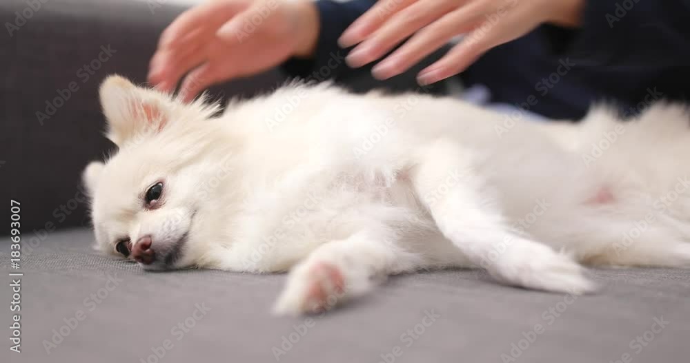 Woman massaging on her Pomeranian dog Woman massaging on her Pomeranian dog