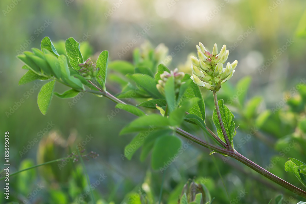 Blooming liquorice milkvetch, Astragalus glycyphyllos Blooming liquorice milkvetch, Astragalus glycyphyllos