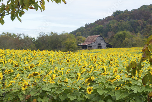 A field of Golden sunflowers frame an old tobacco barn.