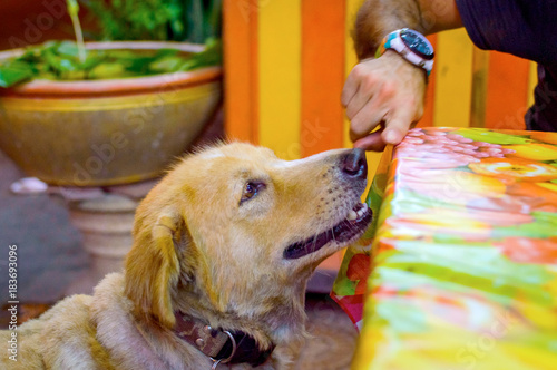 Homeless and hungry dog abandoned on the streets photo