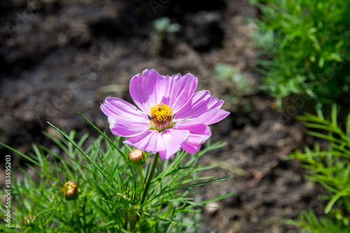 The blossoming galsang flowers closeup photo