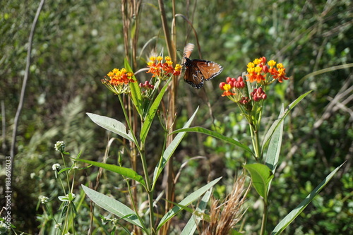 Butterfly pollinating wildflowers