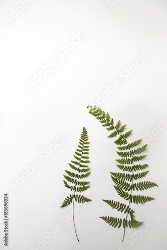 Dried and Pressed Fern Frond Leaves