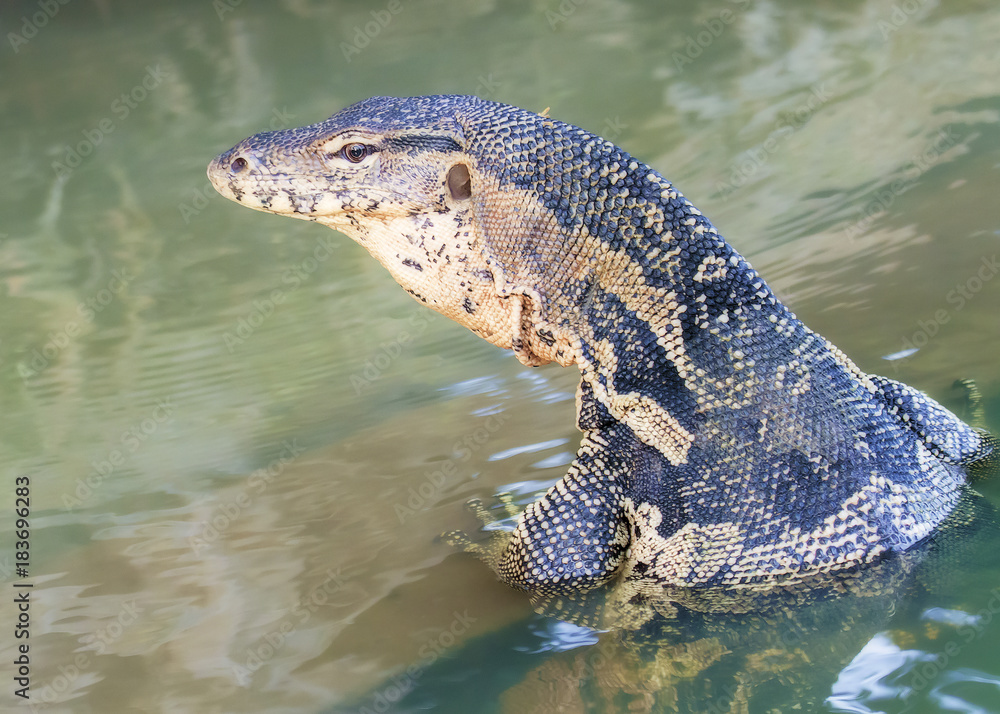 wild animal lizard climbs out of the water wild animal lizard climbs out of the water