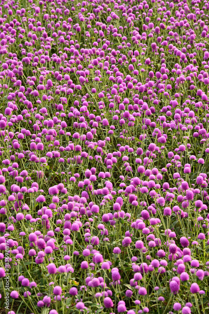 Beautiful Gomphrena purple flowers in the garden Beautiful Gomphrena purple flowers in the garden