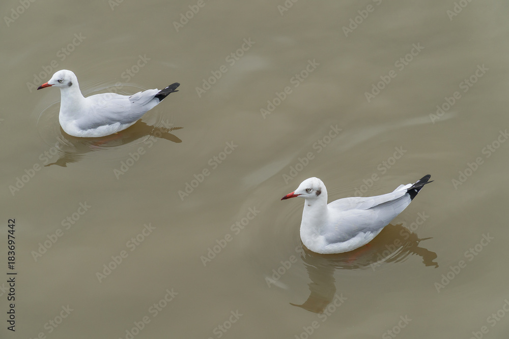 Two seagull floating on the water