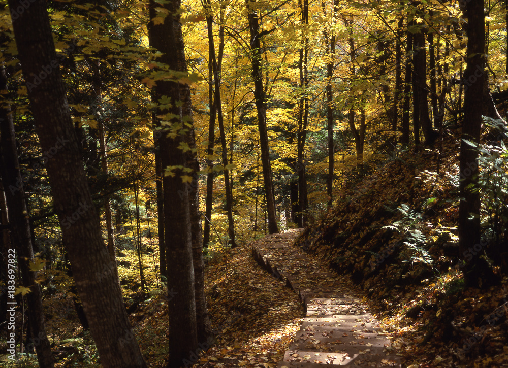 Obraz premium Forest trail, Ottawa National Forest, Michigan.