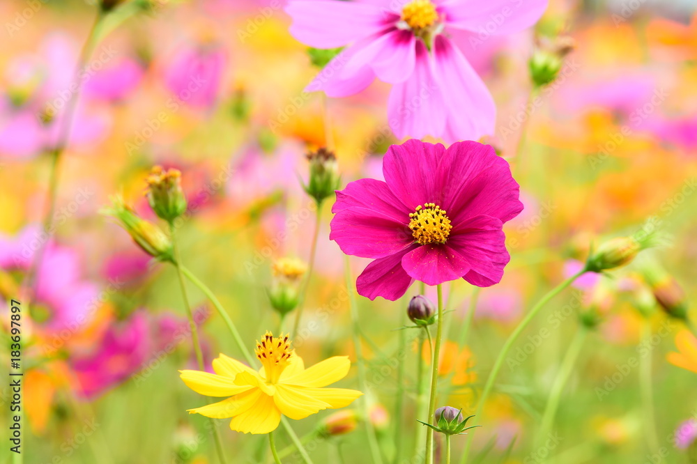 Beautiful cosmos flowers in the garden