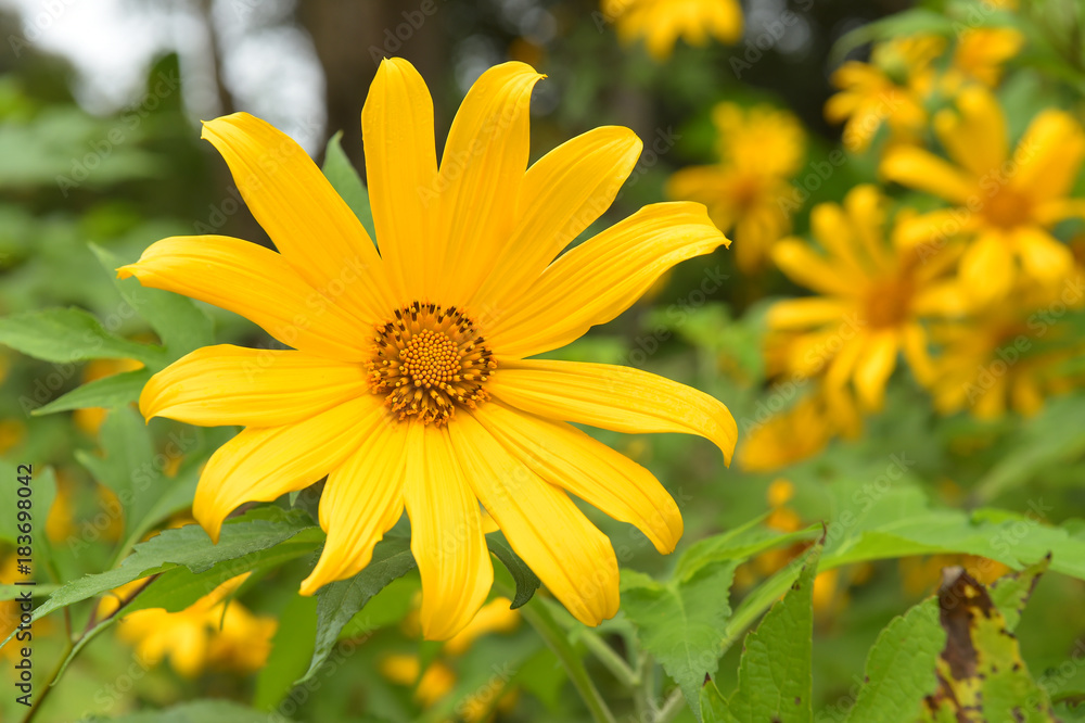 Beautiful yellow cosmos flowers in the garden Beautiful yellow cosmos flowers in the garden