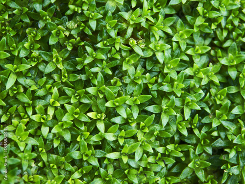A flower-bed of green ornamental plant with small elegant leaves in summer makes an abstract background