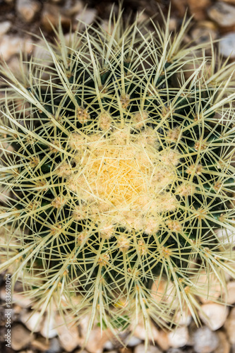 top view closeup cactus prickly spikes