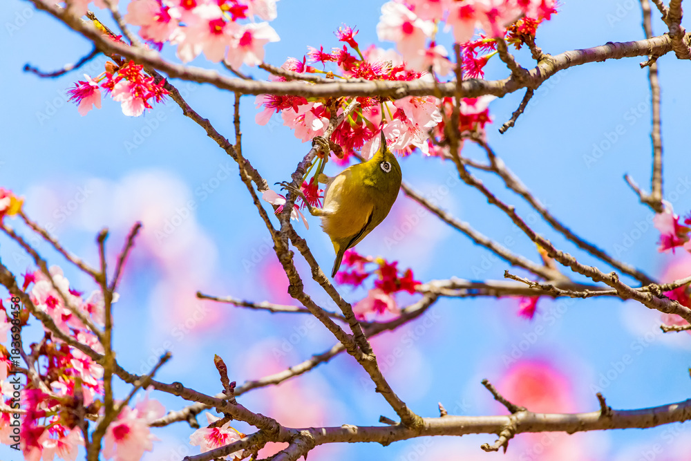 The Japanese White-eye.The background is cherry blossoms. Located in Tokyo Prefecture Japan. The Japanese White-eye.The background is cherry blossoms. Located in Tokyo Prefecture Japan.