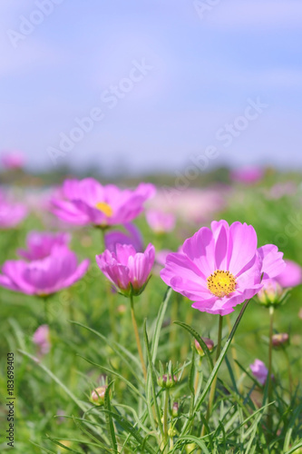 close up pink cosmos flower in the garden with blurred background