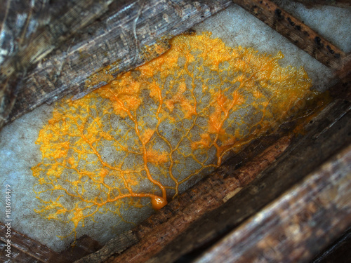 Fotografie A yellow veiny plasmodium of a Physarum slime mold, or myxomycete, is crawling and moving on a substrate
