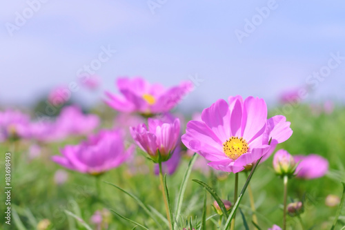 close up pink cosmos flower in the garden with blurred background © navintar