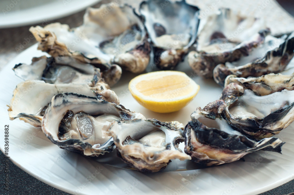 Oysters on a plate Oysters on a plate